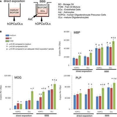 Natural fish oil improves the differentiation and maturation of oligodendrocyte precursor cells to oligodendrocytes in vitro after interaction with the blood–brain barrier